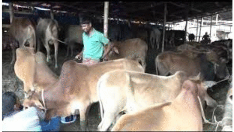 টানা বৃষ্টির পর চট্টগ্রামে জমে উঠেছে পশুর হাট